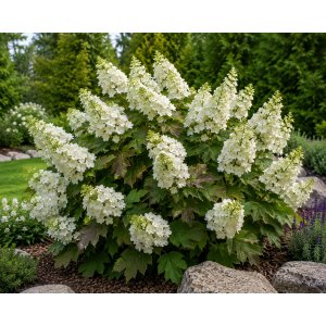 Hortenzia dubolistá (Hydrangea quercifolia) 'SNOW QUEEN' - výška 20-30 cm, kont. C2L